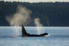 Orcas surfacing Art Print
